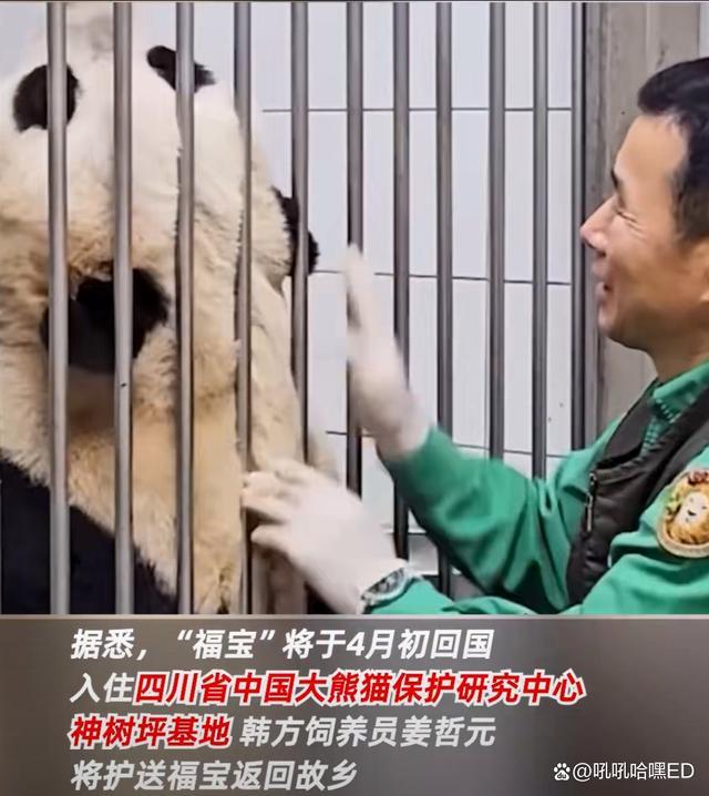 福宝回国将落户神树坪，欢迎回家喽～