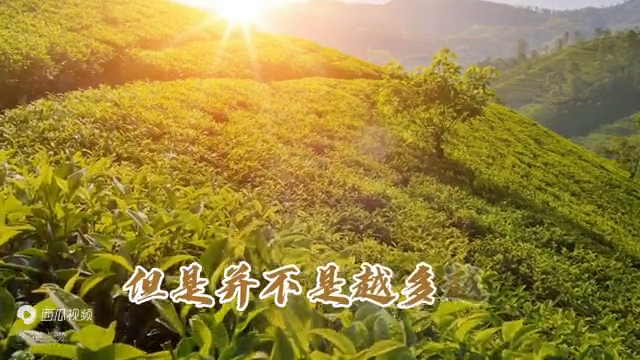 中医讲究气血平衡从不提倡多喝水，体内水分增加影响身体气血平衡