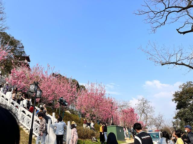 武汉赏樱点否认提供梯子拍照，梯子为游客私自携带