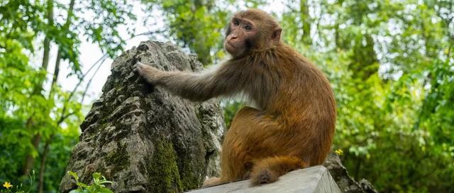 死亡率80％！香港发现人类感染猴疱疹病毒，患者曾被野猴袭击