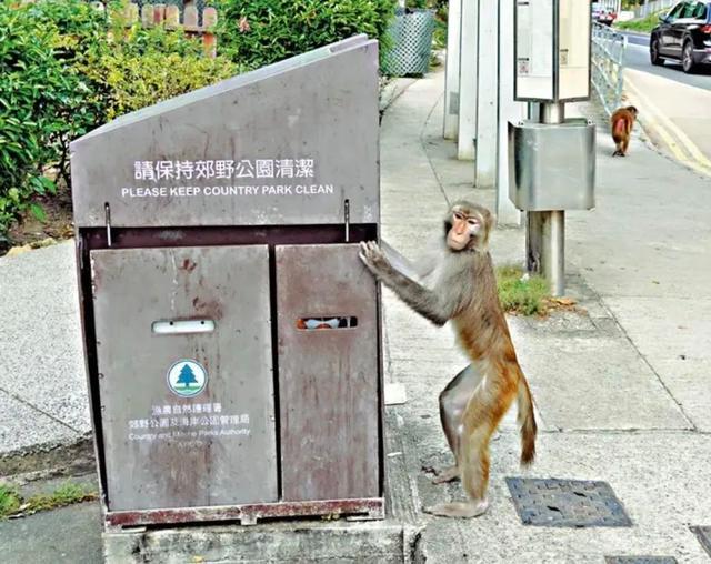 死亡率80％！香港发现人类感染猴疱疹病毒，患者曾被野猴袭击