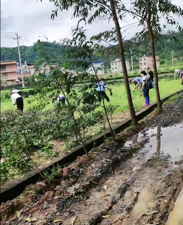 网传广西一村农户种植茶叶被阻拦