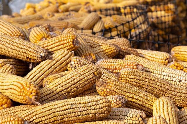 玉米“一夜骤降”！27家企业扎堆落价 供需失衡加剧跌势