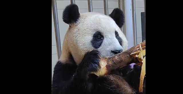 大熊猫福宝隔离检疫生活将期满