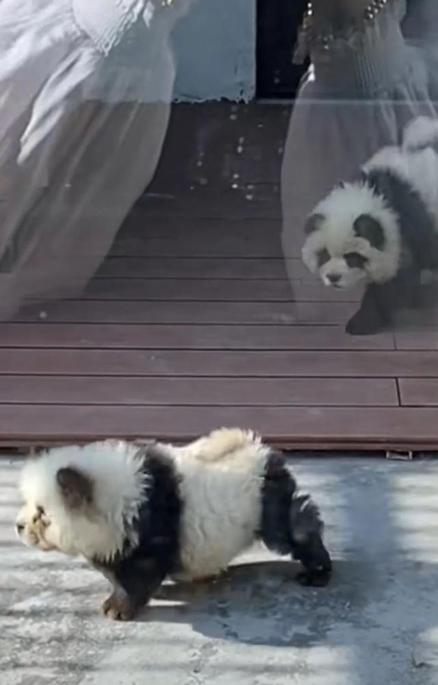 媒体评动物园上新“熊猫犬”