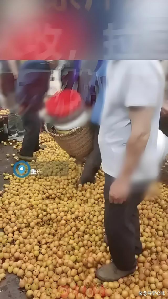 村民将千余斤滞销枇杷踩碎 农产品销售困境警钟