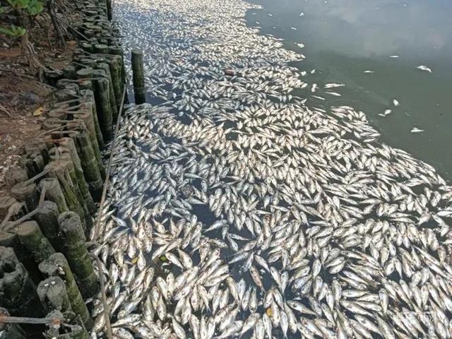 海南海口红城湖现大量死鱼，已捞出约8吨 疑因暴雨致海水倒灌