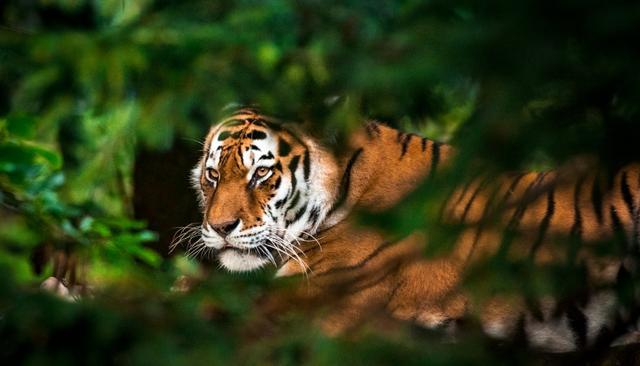 动物园回应东北虎死亡：非人为因素