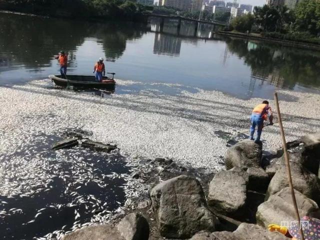 海南海口红城湖现大量死鱼，已捞出约8吨 疑因暴雨致海水倒灌