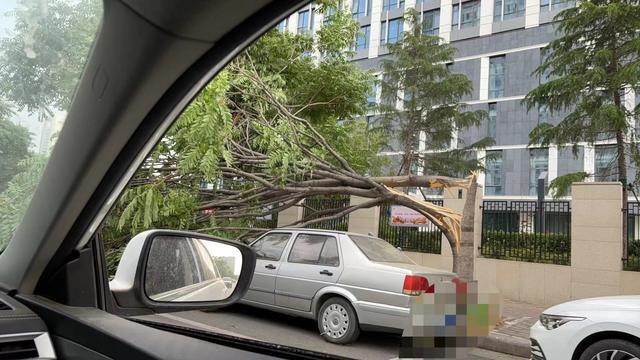 郑州大风致多棵大树被连根拔起 11级狂风肆虐全城