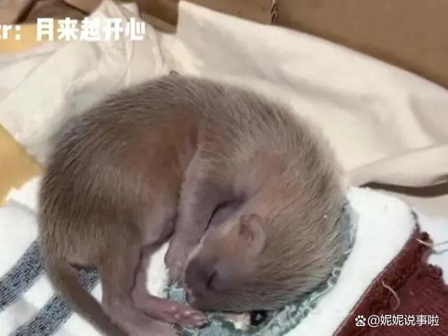 博主捡到“黄鼠狼幼崽”后续