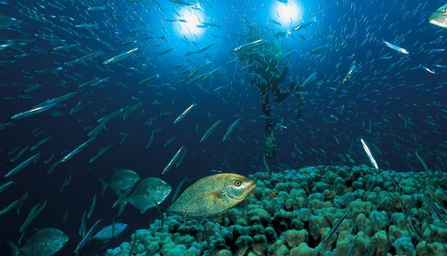 可使猎物致盲 深海奇观揭秘(2)