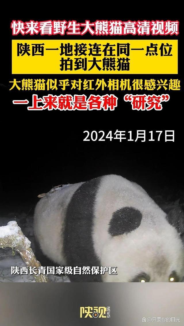 爱“研究”镜头，秦岭同一地点多次拍到多只野生大熊猫