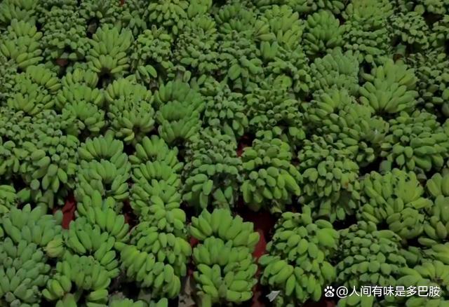 大厂员工离职后卖蕉绿月入200万 创意疗法缓解职场焦虑
