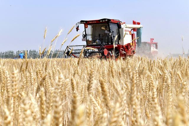 今年小麦为何提前成熟？产量为何差这么大？ 丰收趋势与价格展望