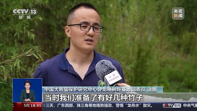 大熊猫福宝过儿童节大口吃竹子窝头 萌态可掬迎粉丝