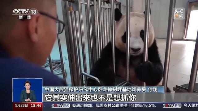 大熊猫福宝过儿童节大口吃竹子窝头 萌态可掬迎粉丝