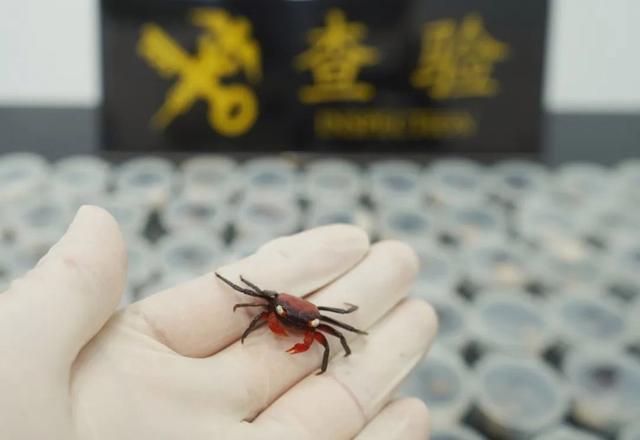 海关截获90只吸血鬼蟹 外来物种严禁入境