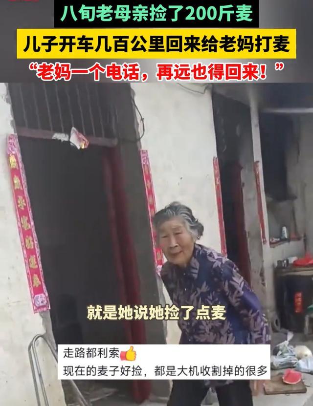 驻马店一老人跟在行走的收割机后捡粮食，捡了200斤