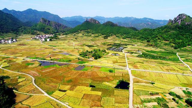 长三角多地油菜迎丰收 百万亩油菜籽喜获丰年