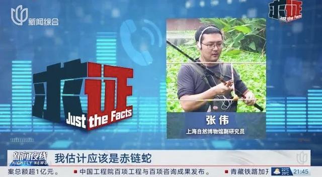 上海世纪公园有蛇出现 专家提醒 生态好转引野生动物频现