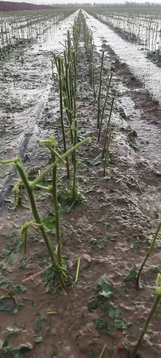 实拍乌兰浩特密集冰雹 极端天气肆虐，阿拉尔市众志成城