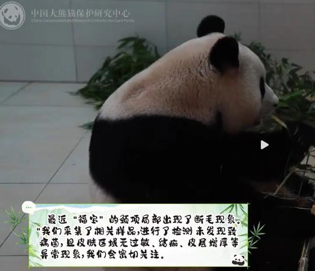 福宝随地大小躺 熊猫福宝安好，网传虐待系谣言