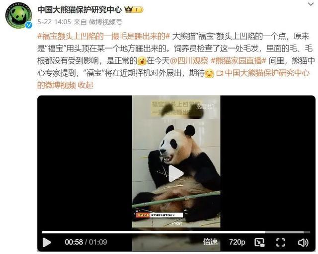 韩媒称福宝和在韩国没太大区别 大熊猫福宝待遇遭误解澄清