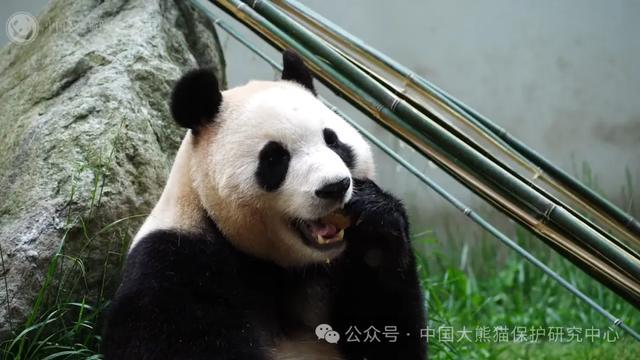 大熊猫福宝与公众见面