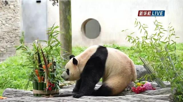 韩媒关注福宝在华亮相 熊猫圈顶流萌动人心