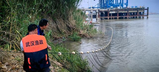 安徽一挖机师傅清理河道挖到扬子鳄 多地接力搜寻鳄鱼踪迹