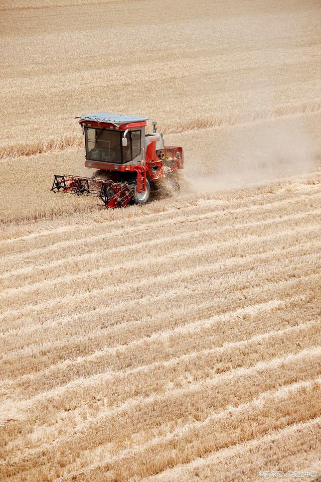 小麦“开涨” 玉米“量减价涨” 市场供需新变局