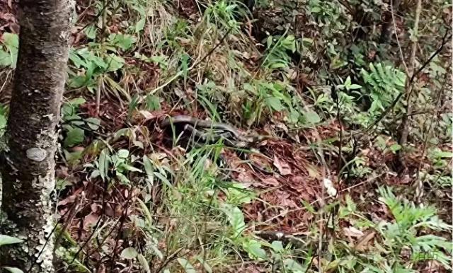 云南一小学附近发现眼镜王蛇和蛇蛋 51条"母子"安全转移