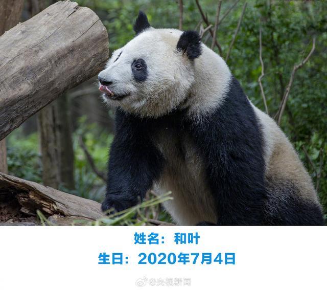 大熊猫萌兰、花花、和叶同日庆生，祝三只“小熊友”生日快乐