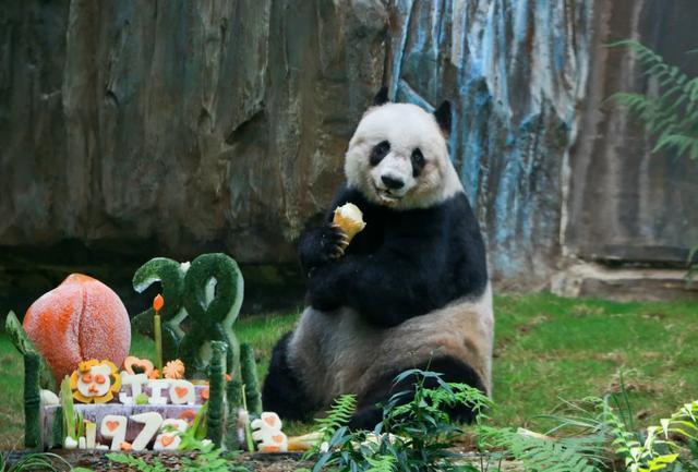 新一对大熊猫将赠香港 大熊猫牵起川港情缘！