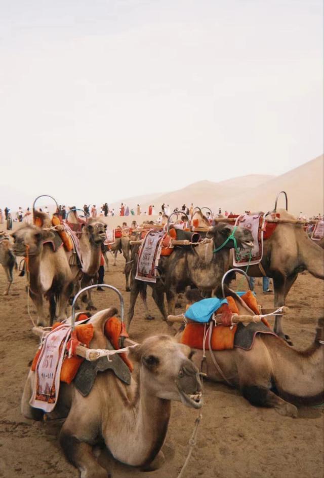 敦煌鸣沙山载客骆驼累趴下 虚惊一场，骆驼平安无事