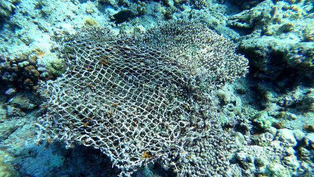 菲非法坐滩军舰旁已出现珊瑚死亡 生态环境警报响起