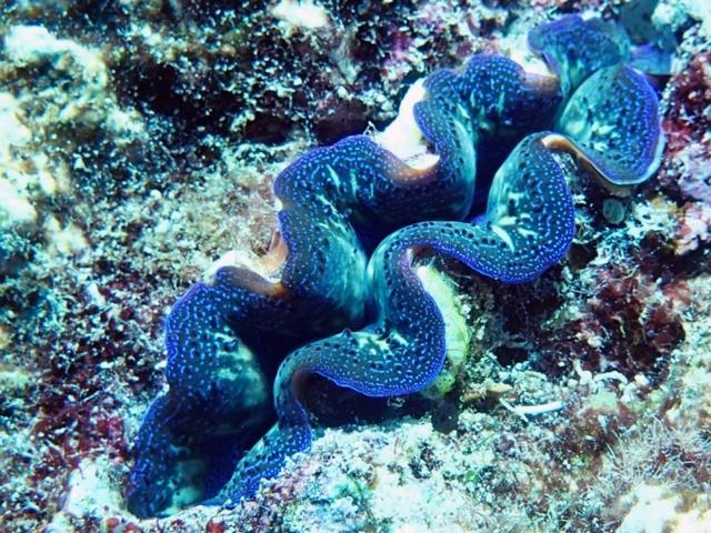 黄岩岛海域生态环境全面体检 珊瑚礁生态媲美大堡礁