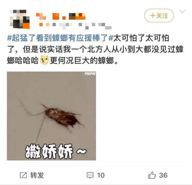 广东蟑螂已经会发光了 进化奇迹引热议