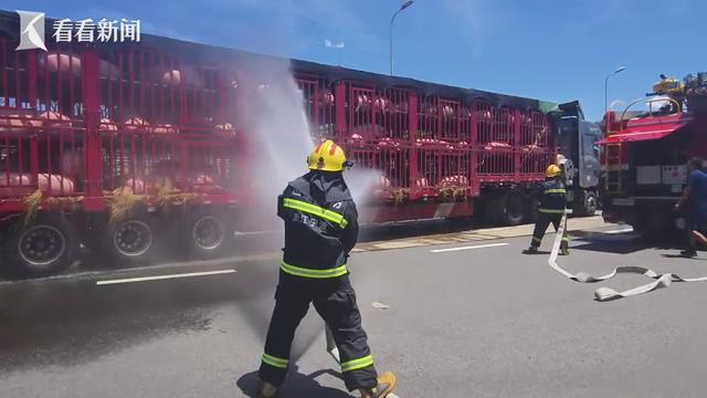 东北猪过天津被热趴，消防喷水降温 高速上演“清凉救援”