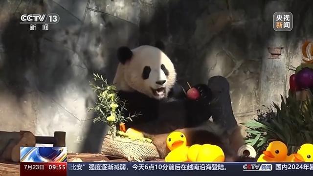 龙凤胎大熊猫渝可、渝爱两岁了