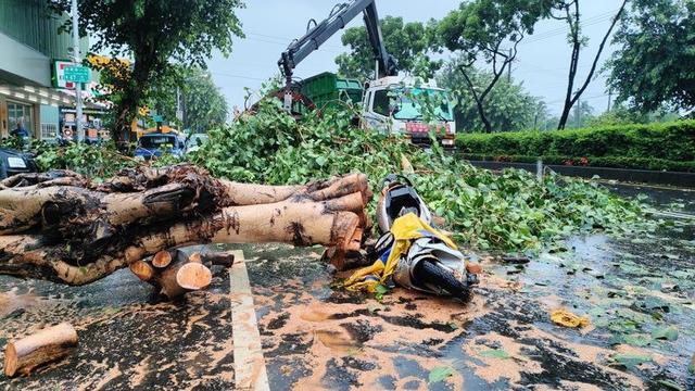 格美登陆中国台湾一女子被树砸死