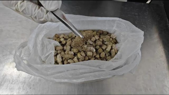 乌鲁木齐海关查获640克雪鸡粪便 二级保护动物成"偏方"原料