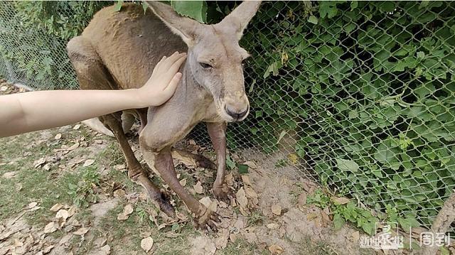 上海野生动物园袋鼠打人 园区安全引热议