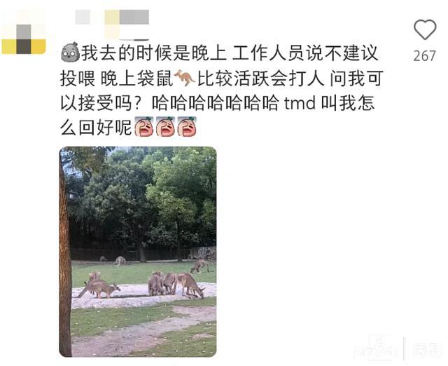 游客在上海野生动物园被袋鼠暴揍 浸入式展区”如何让人安心“浸入”？