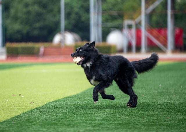 功勋搜救犬小易离世