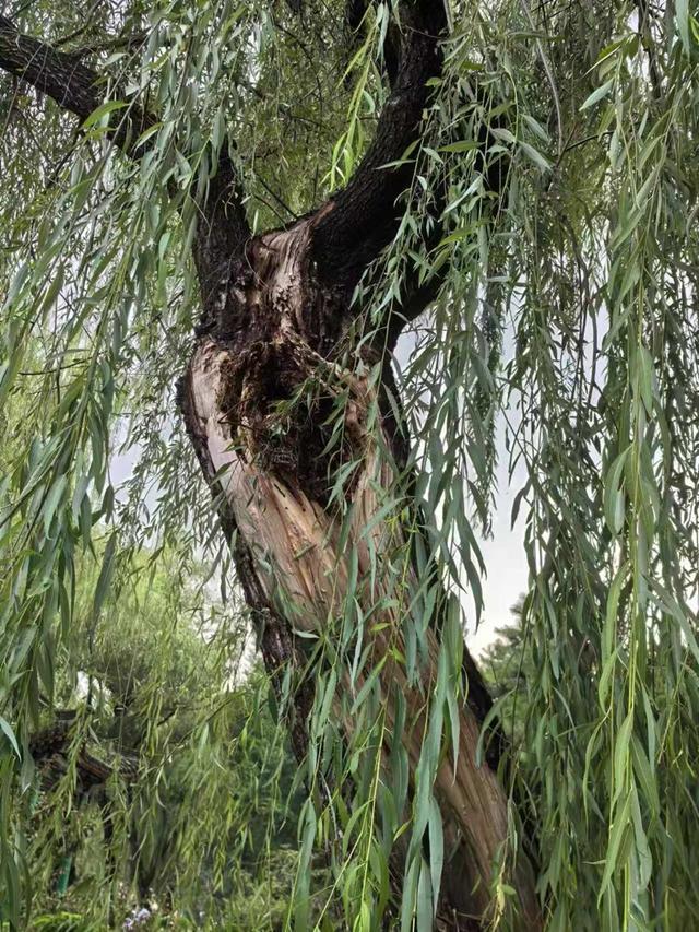 大树倒伏都是风雨惹的祸？“健康体检”很重要 防患于未然保安全