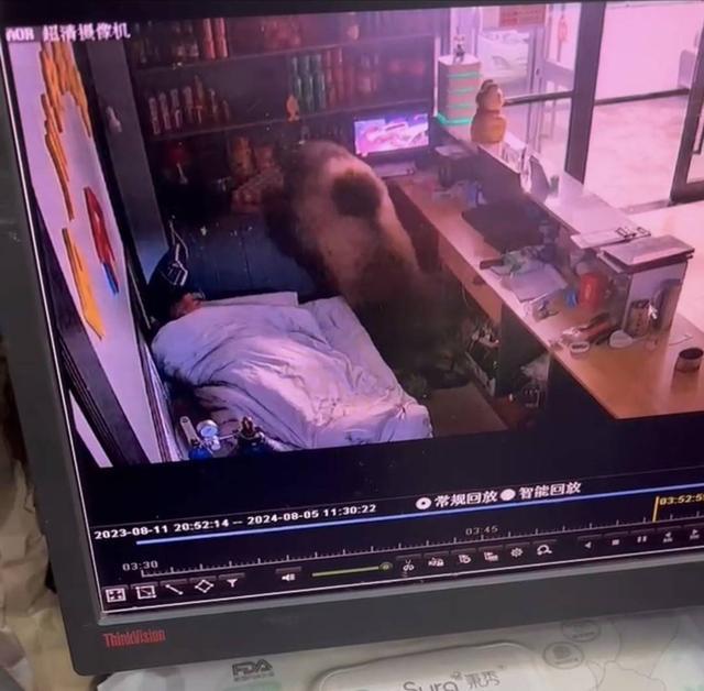 男子店内休息遇棕熊入屋觅食 淡定拿手机报警求救