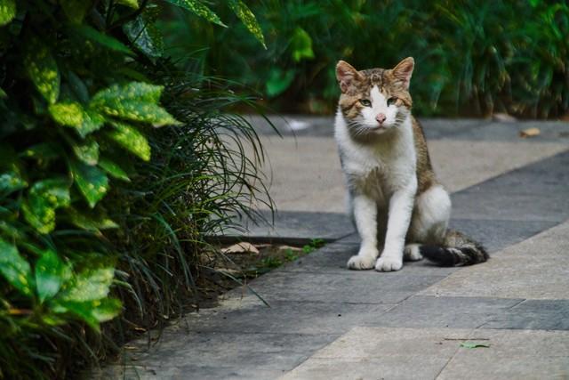 爱心东谈主士"在猫咖门口罢休流浪猫：子虚之举引民愤