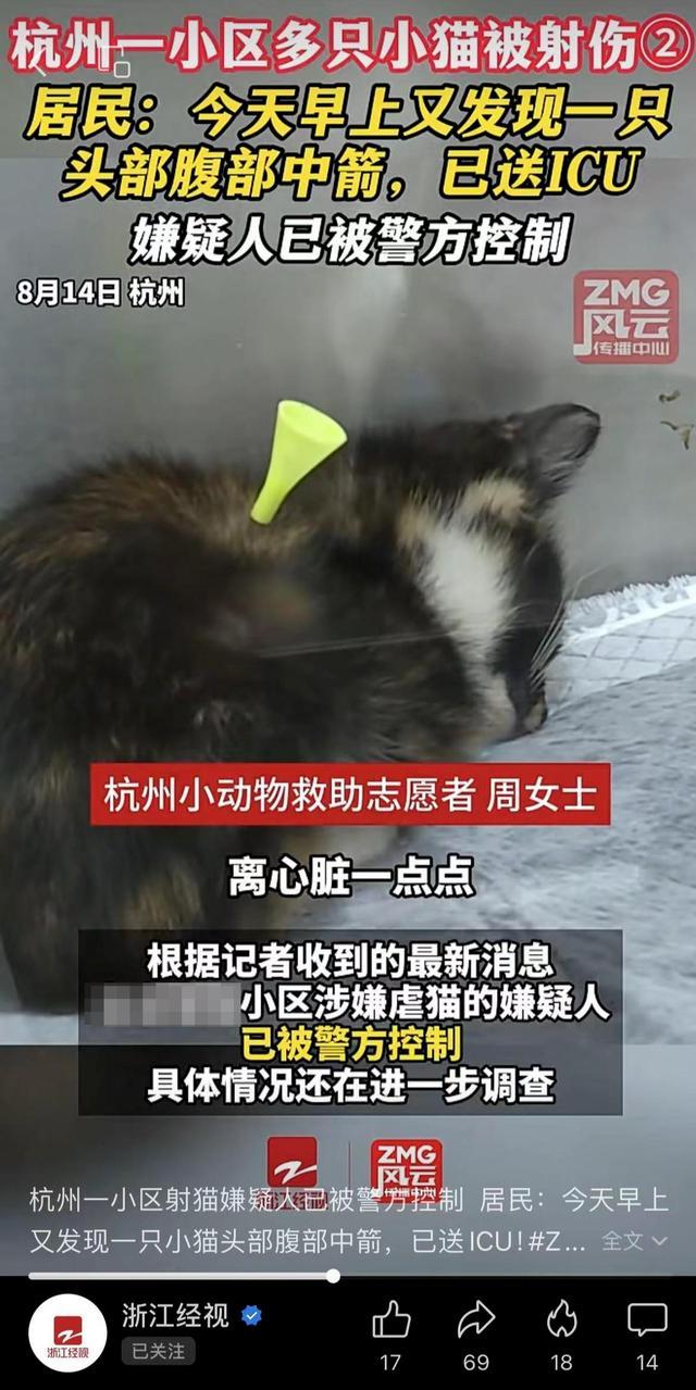 警方回应小区多只猫咪被箭射伤 嫌疑人已控制